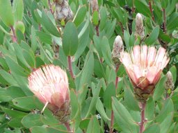 Protea lacticolor floral stages